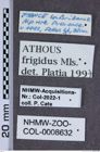 Etiketten zu Athous frigidus (NHMW-ZOO-COL-0008632)